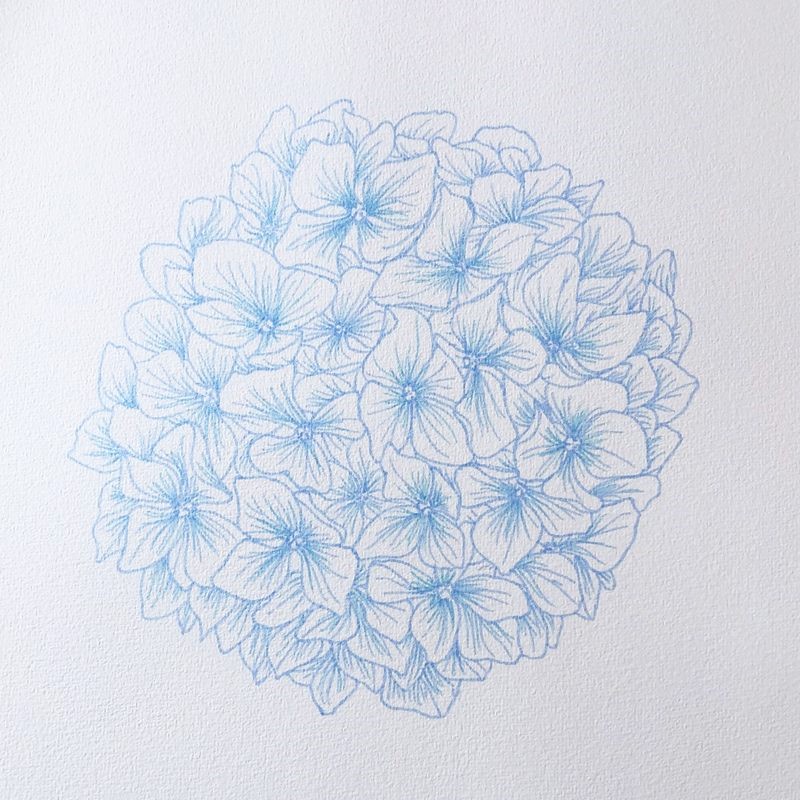 hydrangea watercolour art process