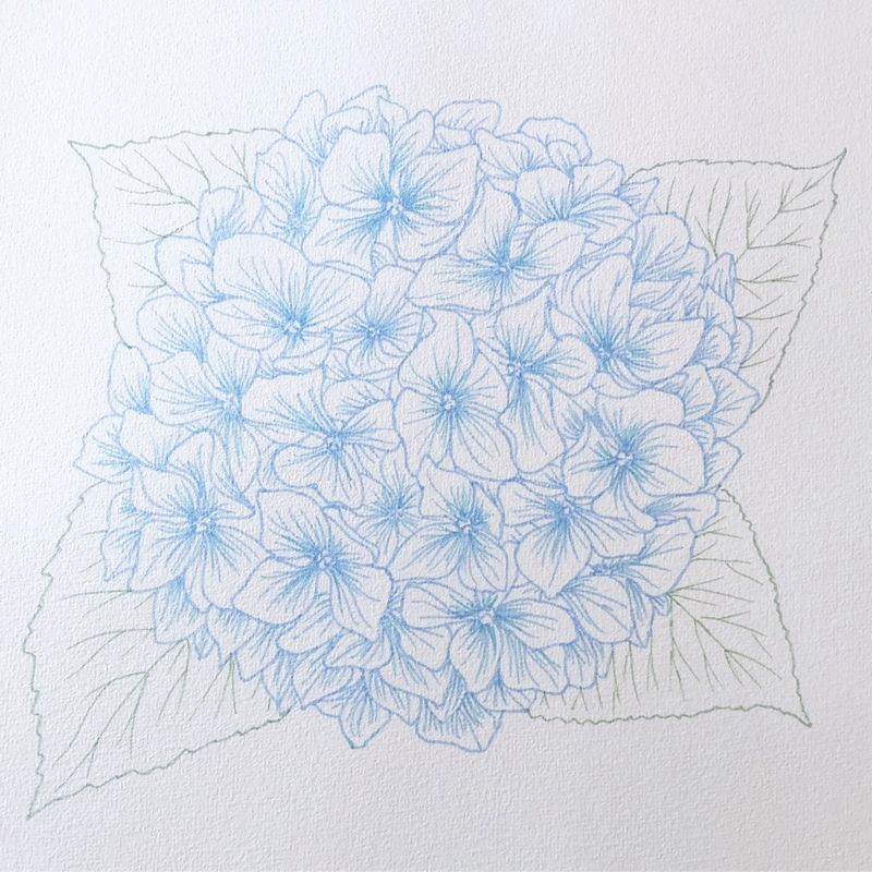 hydrangea watercolour art process