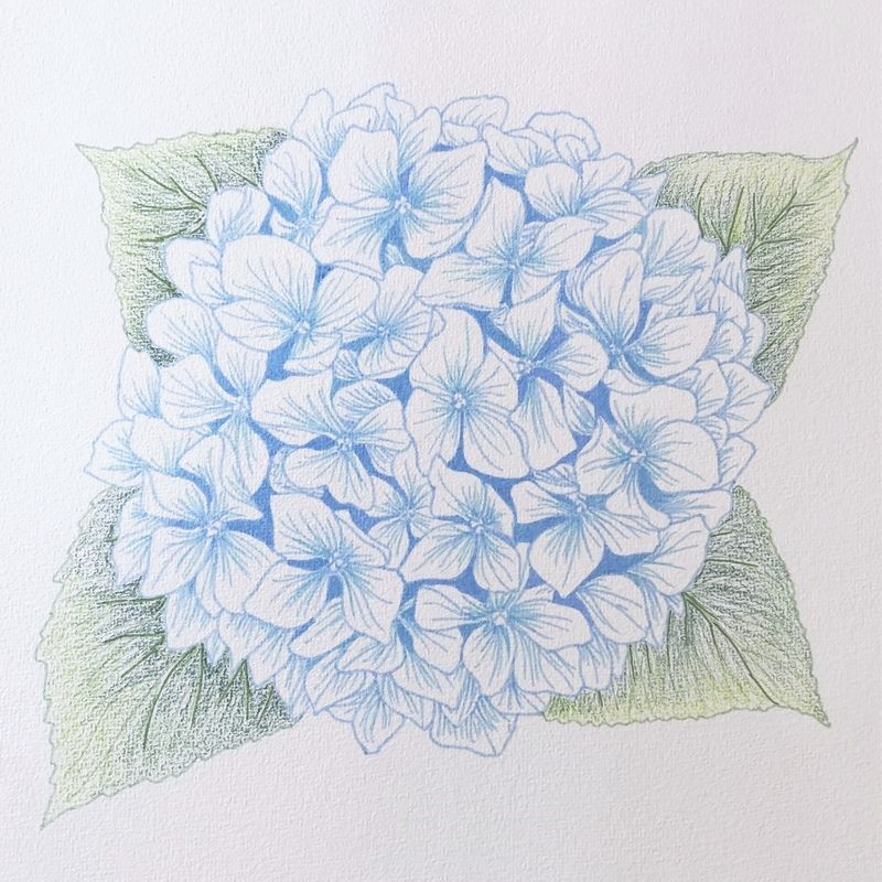 hydrangea process