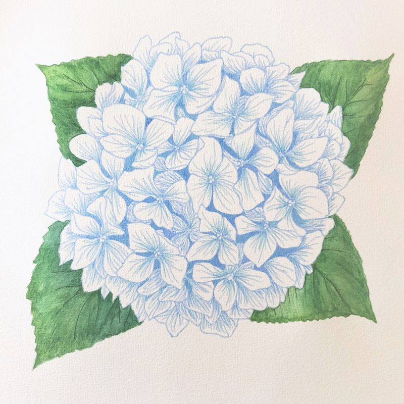 hydrangea watercolour art complete