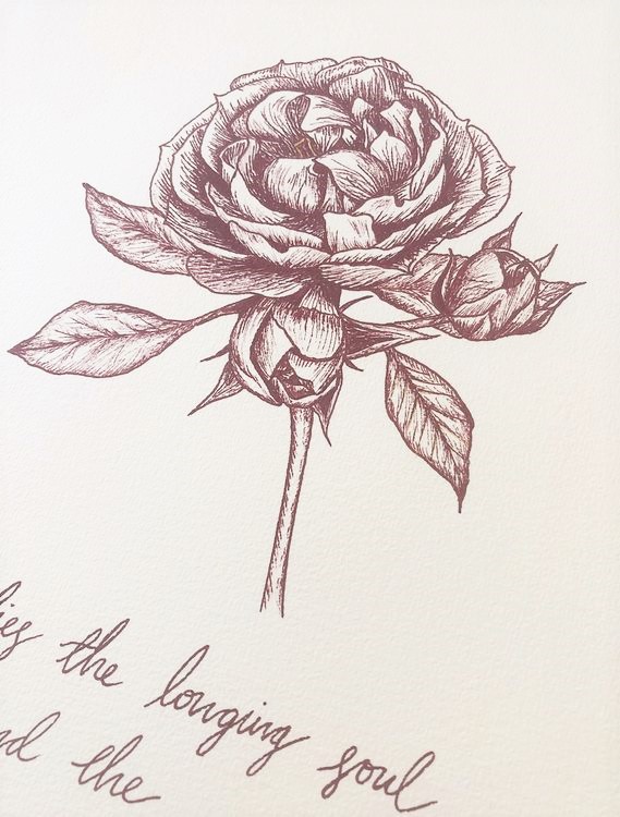 botanical line art 3